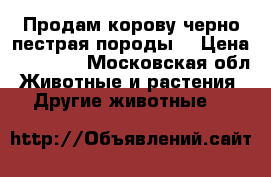 Продам корову черно-пестрая породы  › Цена ­ 70 000 - Московская обл. Животные и растения » Другие животные   